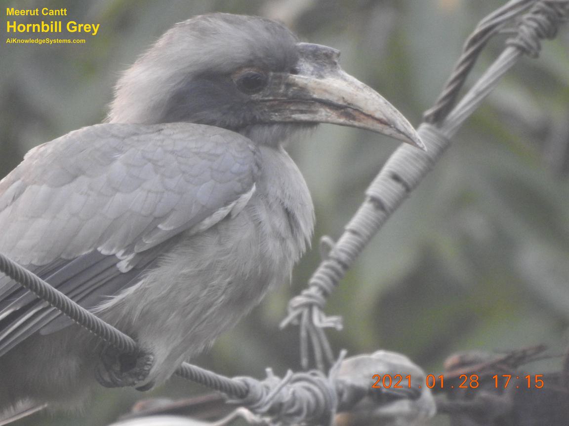 Hornbill Grey (141) Coming Soon